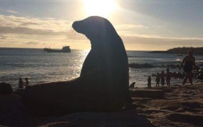 lobos marinos