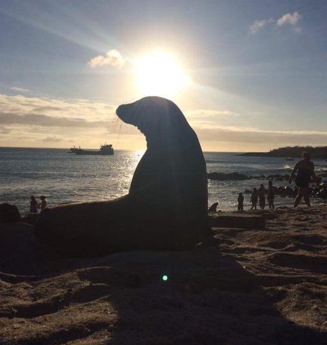 lobos marinos