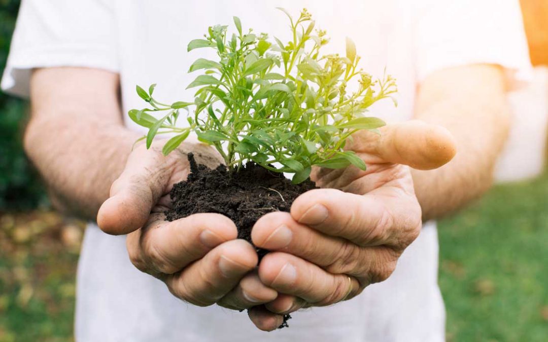 plantas ornamentales